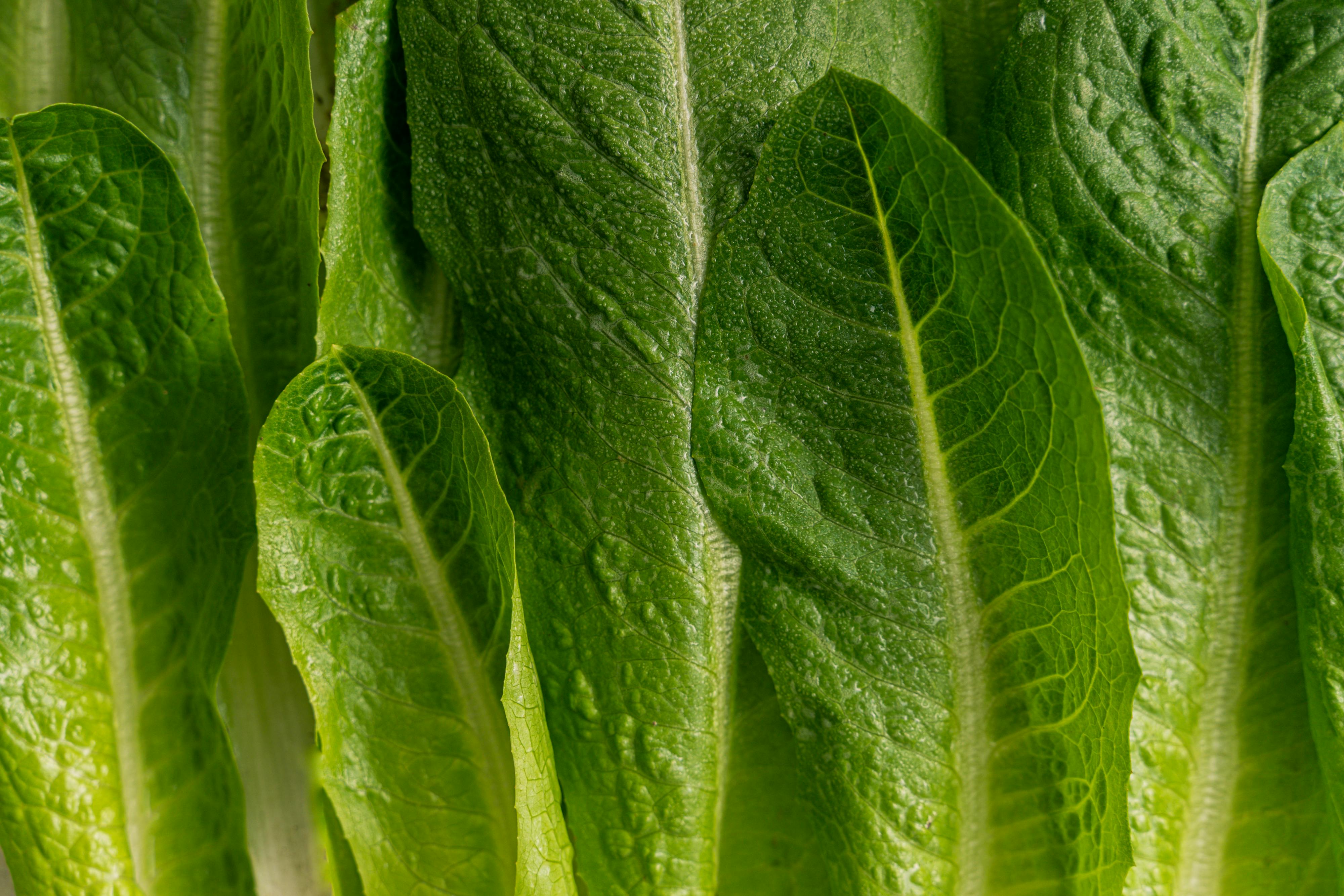 Fresh lettuce and leafy greens growing in rows