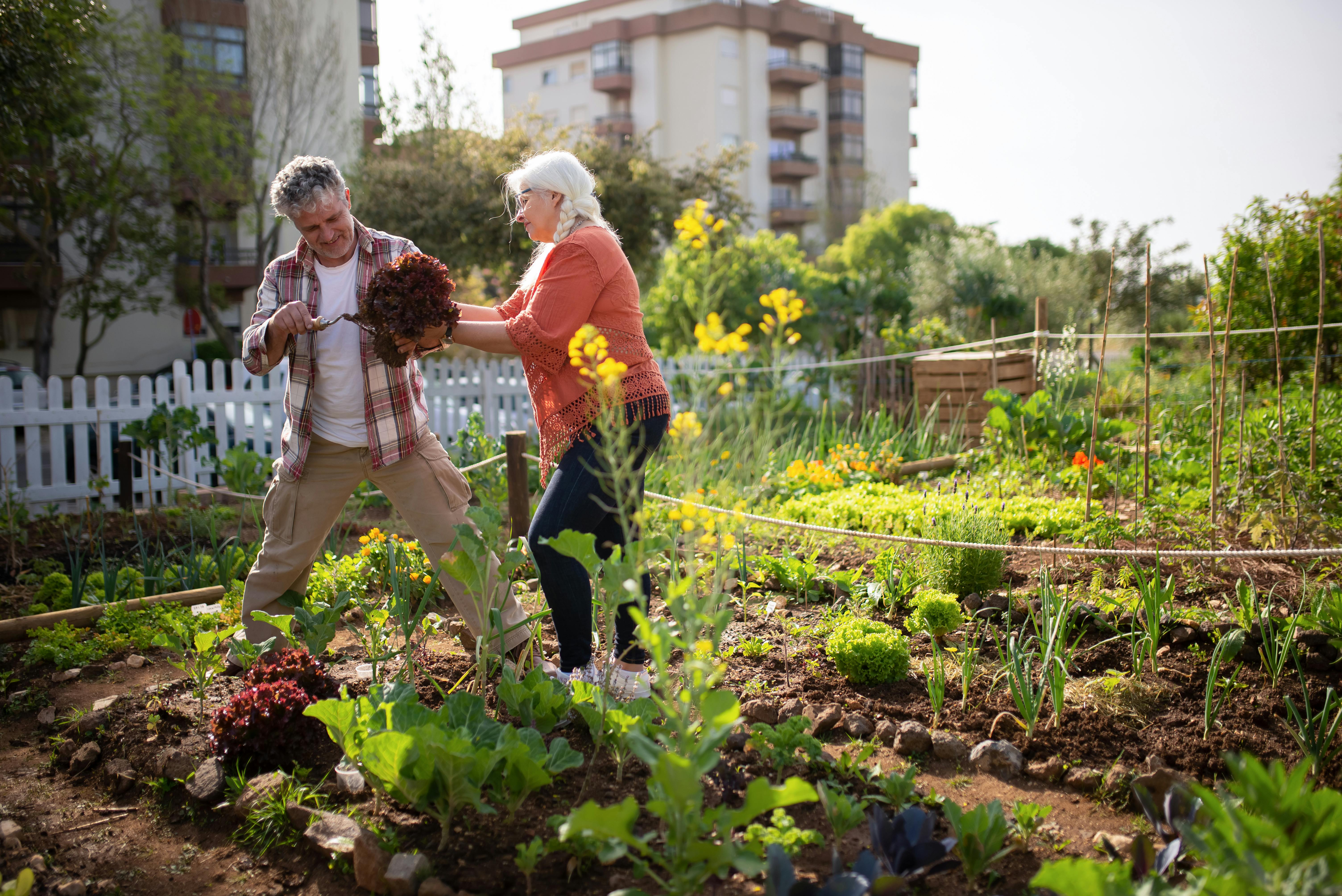 Couple tending a small city garden with raised containers