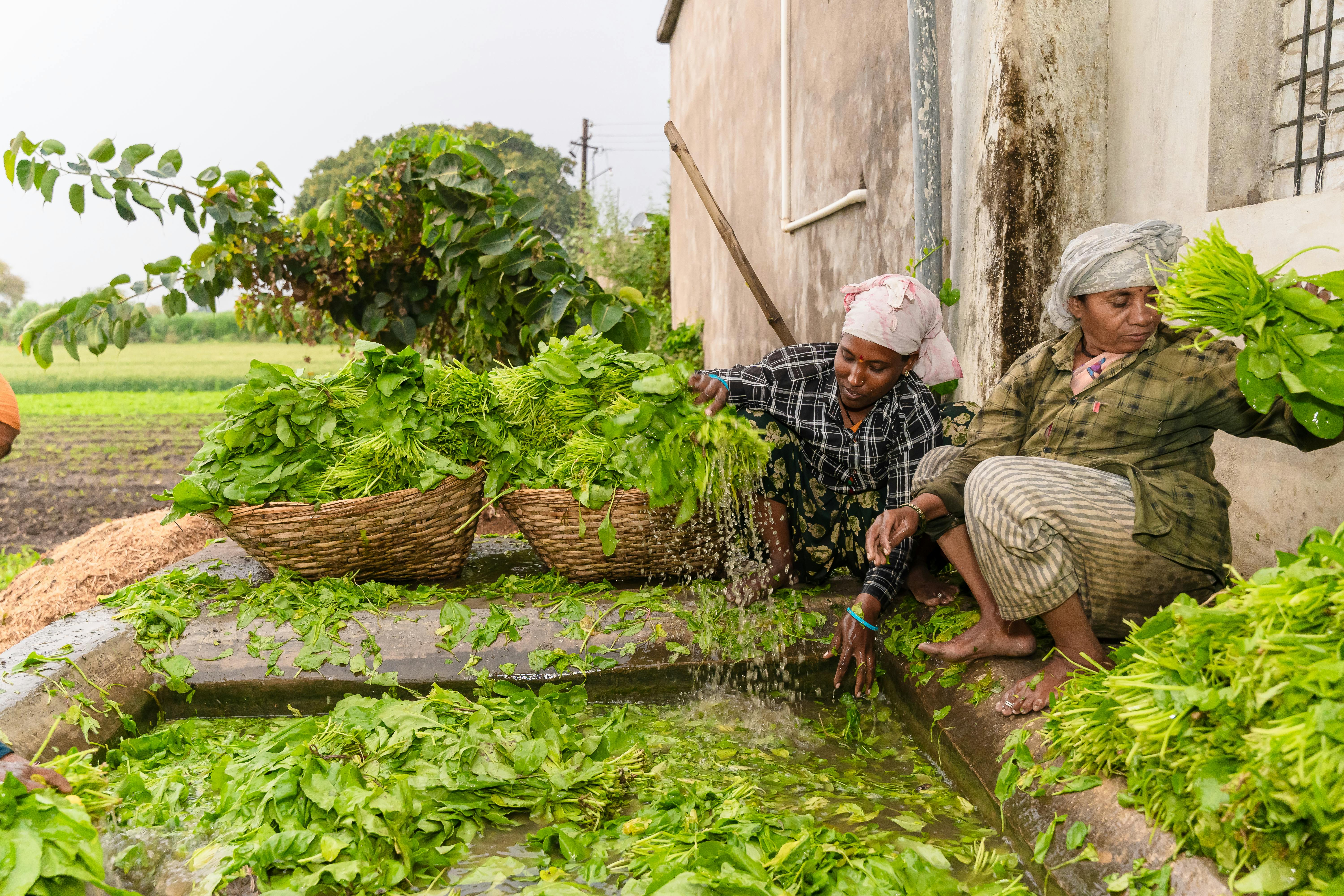 Farm crew washing crops after a successful harvest