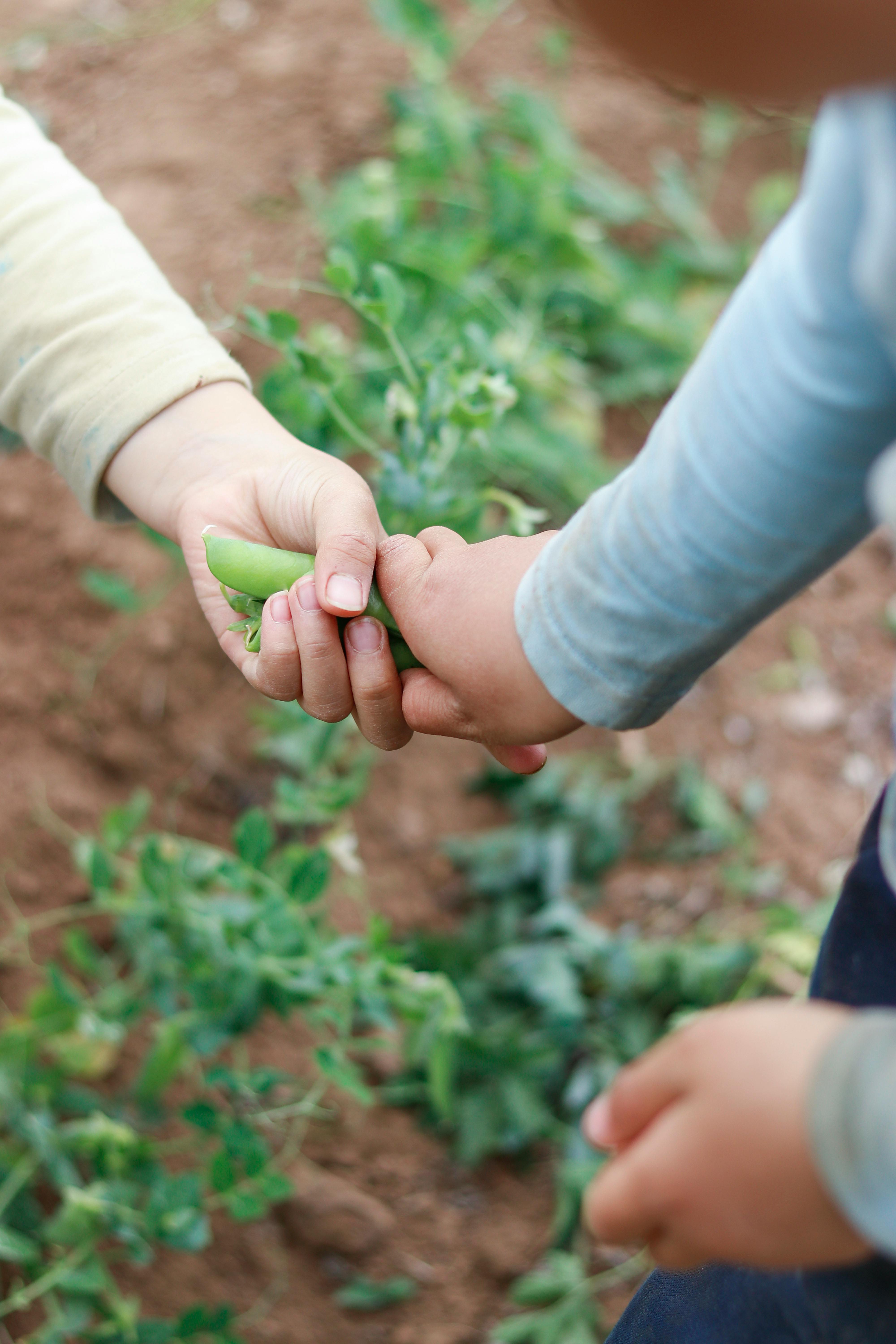 Hands holding a fresh green bean