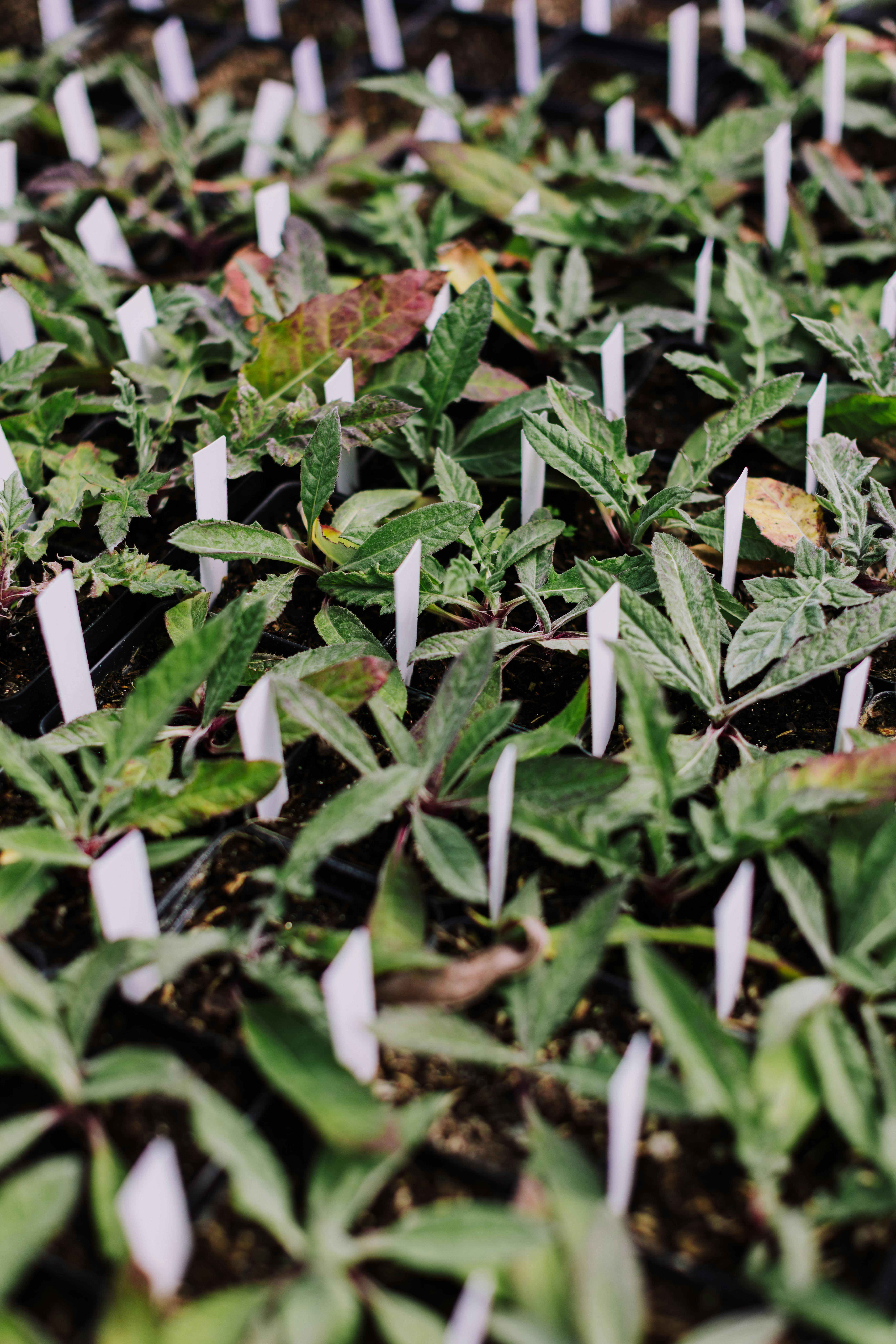Young tomato plants in trays, ready for close-up inspection